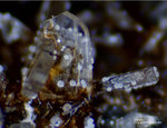Eifel Mineralien Mendig Sanidin