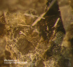 Eifel Mineralien Mendig Wollastonit