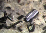 Eifel Mineralien Nickenicher Sattel Pseudobrookit