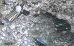 Eifel Mineralien Nickenicher Sattel Pseudobrookit