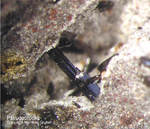 Eifel Mineralien Nickenicher Sattel Pseudobrookit
