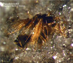 Eifel Mineralien Nickenicher Sattel Pseudobrookit