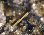Eifel Mineralien Nickenicher Sattel Pseudobrookit