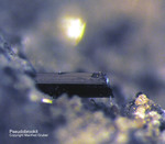 Eifel Mineralien Nickenicher Sattel Pseudobrookit