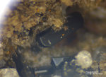 Eifel Mineralien Nickenicher Sattel Pseudobrookit