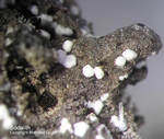 Eifel Mineralien Nickenicher Sattel Sodalith