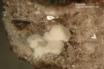 Eifel Mineralien Nickenicher Sattel Sodalith