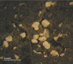 Eifel Mineralien Nickenicher Sattel Sodalith