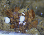 Eifel Mineralien Nickenicher Sattel Sodalith