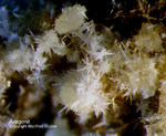 Eifel Mineralien Rothenberg Aragonit