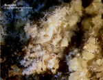 Eifel Mineralien Rothenberg Aragonit