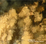 Eifel Mineralien Rothenberg Aragonit