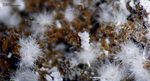 Eifel Mineralien Rothenberg Aragonit