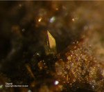 Eifel Mineralien Rothenberg Titanit