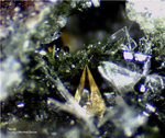 Eifel Mineralien Rothenberg Titanit