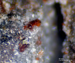 Eifel Mineralien Wannenköpfe Rhönit