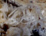 Eifel Mineralien Wannenköpfe Sanidin