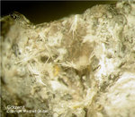 Eifel Mineralien Bellerberg Götzenit