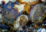 Eifel Mineralien Bellerberg Montmorillonit