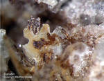 Eifel Mineralien Bellerberg Sanidin