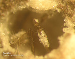 Eifel Mineralien Bellerberg Sanidin