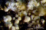 Eifel Mineralien Graulei Alumohydrocalcit
