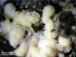 Eifel Mineralien Graulei Alumohydrocalcit