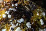 Eifel Mineralien Graulei Alumohydrocalcit