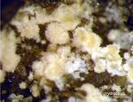 Eifel Mineralien Graulei Alumohydrocalcit