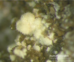 Eifel Mineralien Graulei Alumohydrocalcit