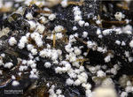 Eifel Mineralien Graulei Alumohydrocalcit