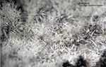 Eifel Mineralien Graulei Aragonit