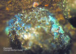 Siebengebirge Mineralien Rheinbreitbach Connellit
