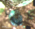 Siebengebirge Mineralien Rheinbreitbach Connellit