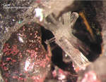 Siebengebirge Mineralien Rheinbreitbach Gips