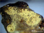 Siebengebirge Mineralien Rheinbreitbach Jarosit
