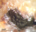 Siebengebirge Mineralien Rheinbreitbach Goethit