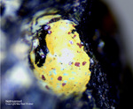 Siebengebirge Mineralien Rheinbreitbach Natrojarosit
