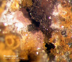 Siebengebirge Mineralien Rheinbreitbach Rhodochrosit
