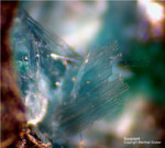 Siebengebirge Mineralien Rheinbreitbach Serpierit