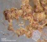 Siebengebirge Mineralien Rheinbreitbach Siderit