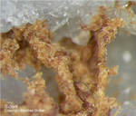 Siebengebirge Mineralien Rheinbreitbach Siderit
