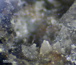 Eifel Mineralien Bellerberg Bellbergit