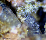 Eifel Mineralien Bellerberg Cancrinit