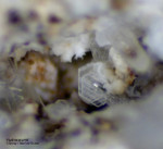 Eifel Mineralien Bellerberg Hydrocalumit