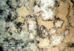 Eifel Mineralien Bellerberg Reinhardbraunsit