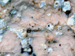 Eifel Mineralien Bellerberg Reinhardbraunsit