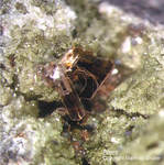 Eifel Mineralien Emmelberg Biotit