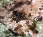 Eifel Mineralien Emmelberg Biotit