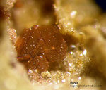 Eifel Mineralien Emmelberg Biotit